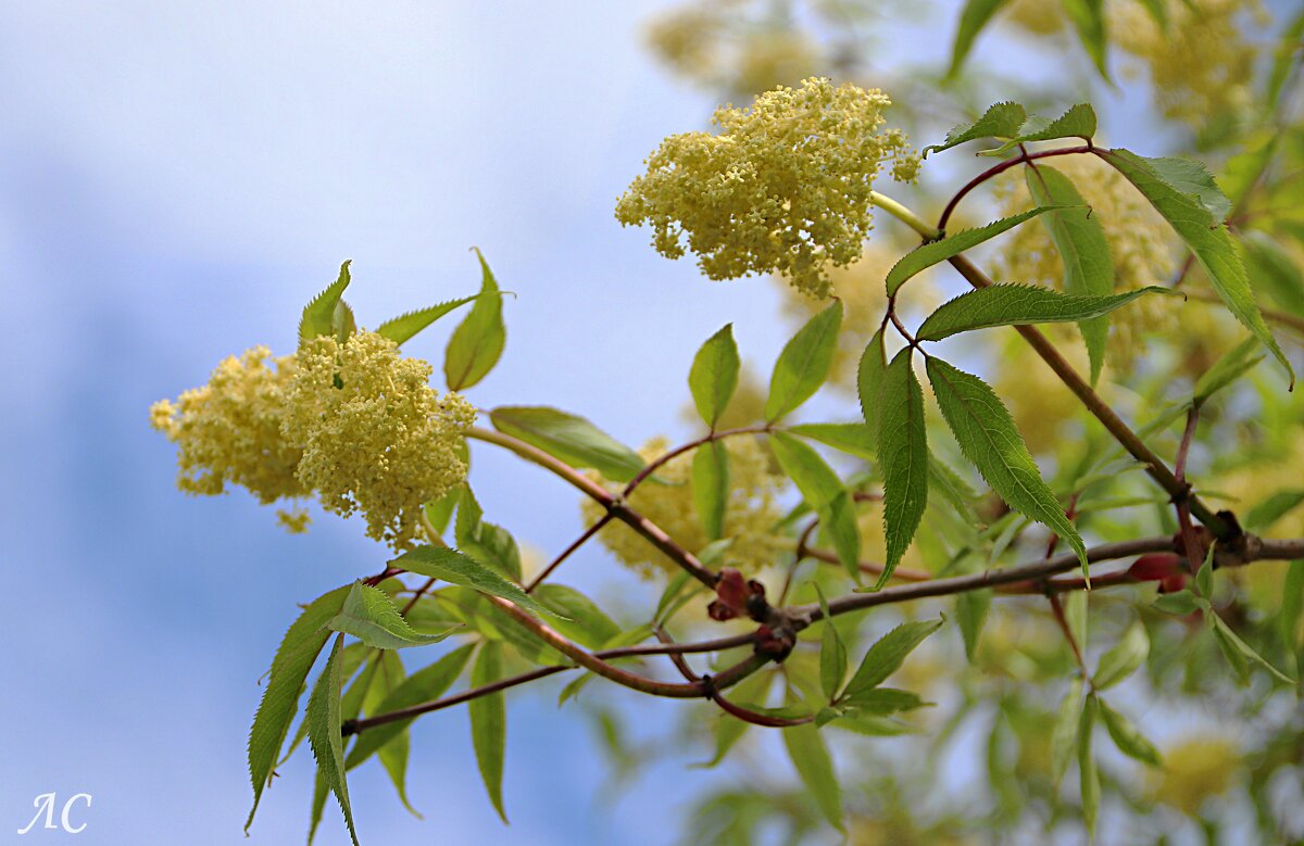 Бузина - Любовь Сахарова