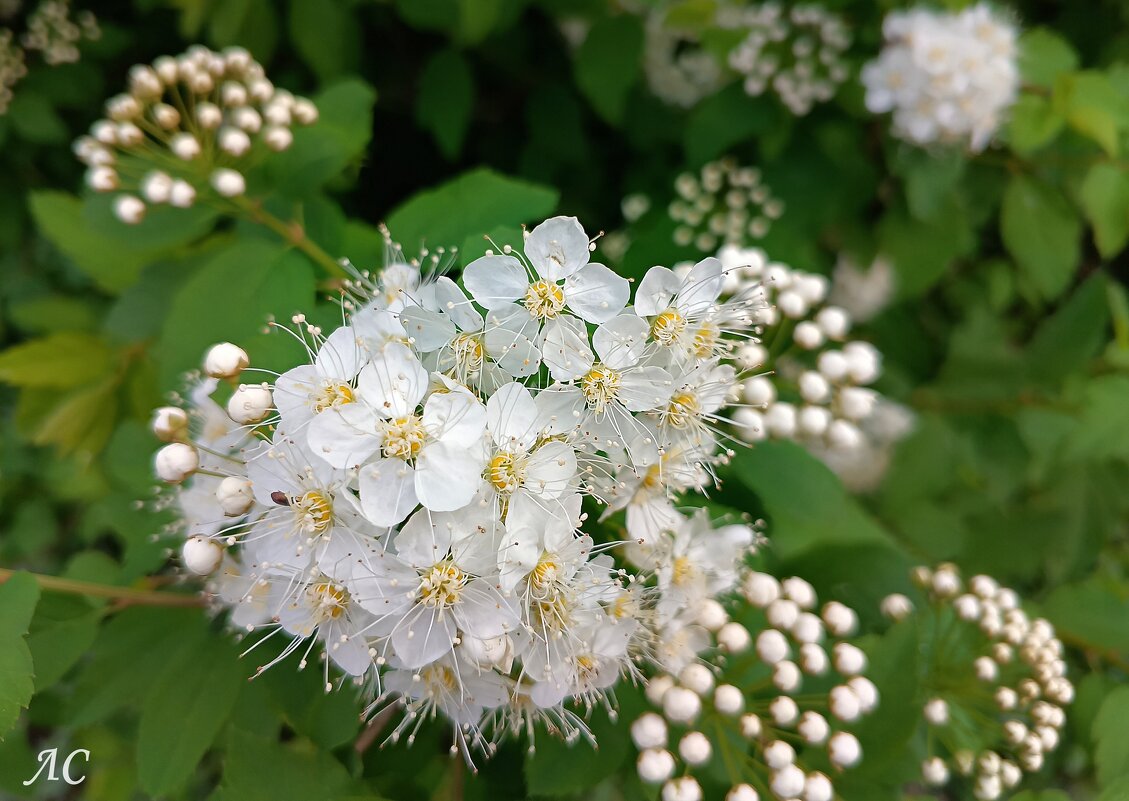 Цветение спиреи - Любовь Сахарова Цветение спиреи - Любовь Сахарова