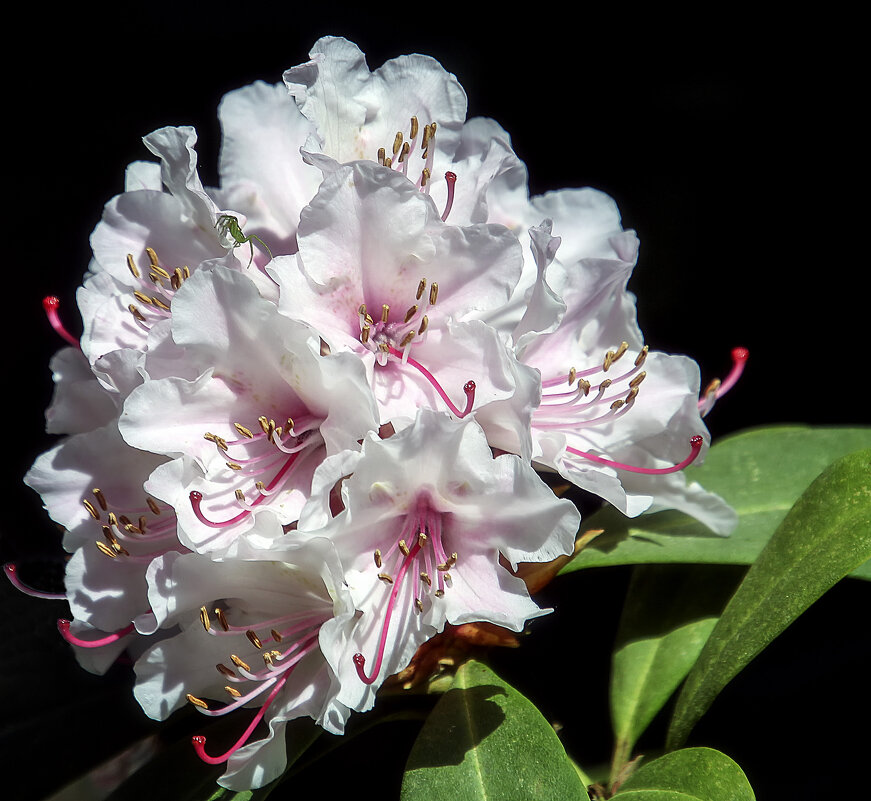 Рододендрон - Андроник Александр 