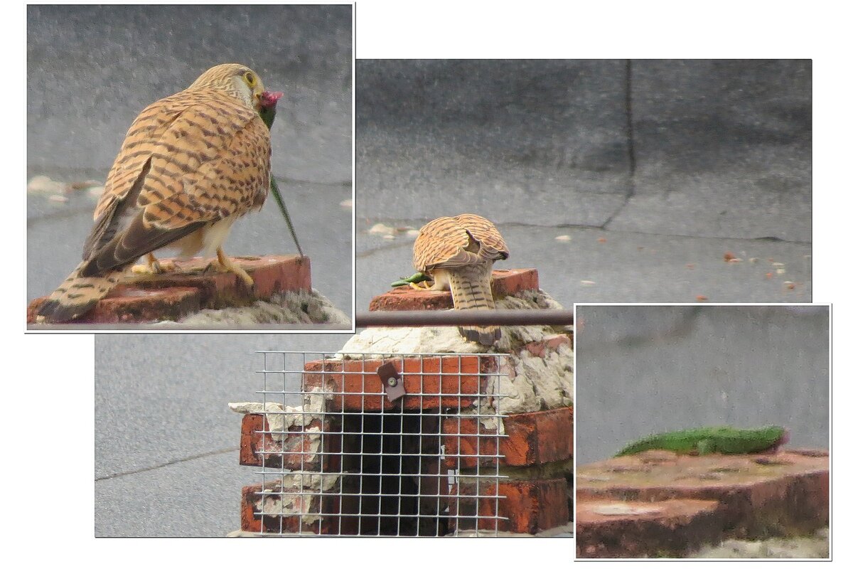 Деликатес - Сеня Белгородский