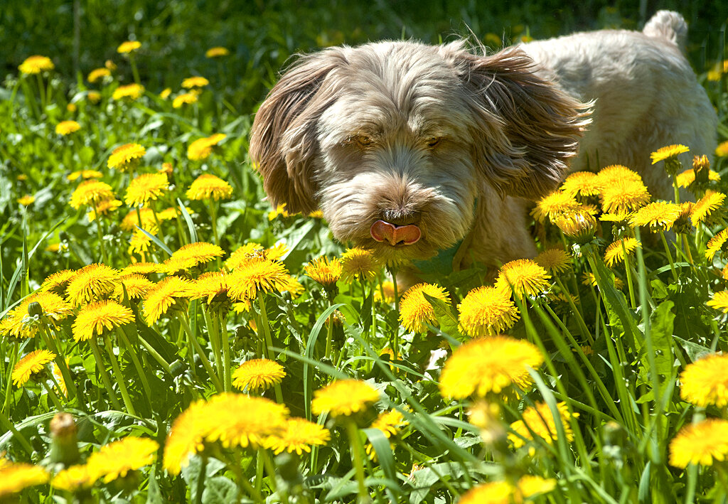 Солнечные зайчики луговые... )) - Владимир Хиль Солнечные зайчики луговые... )) - Владимир Хиль