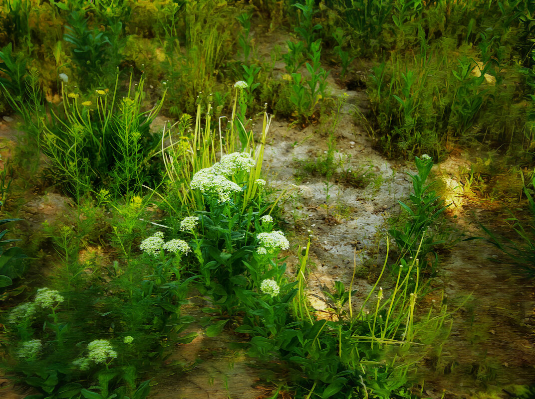 На пустыре - Анатолий Чикчирный