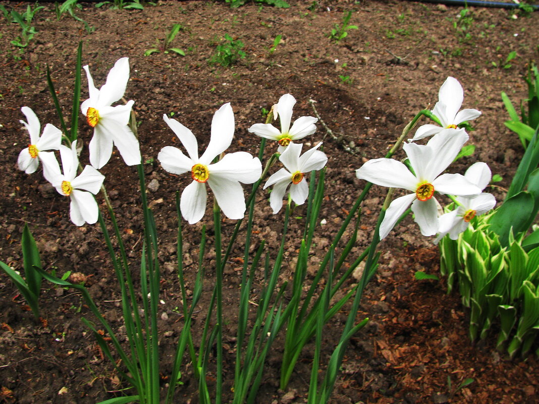Ещё цветут нарциссы - Людмила Смородинская