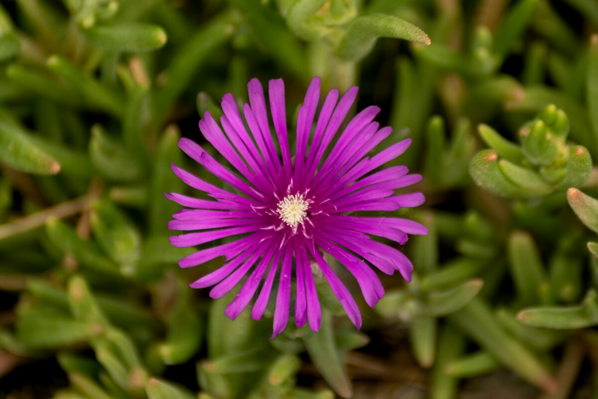 делосперма купера - Игорь Сикорский