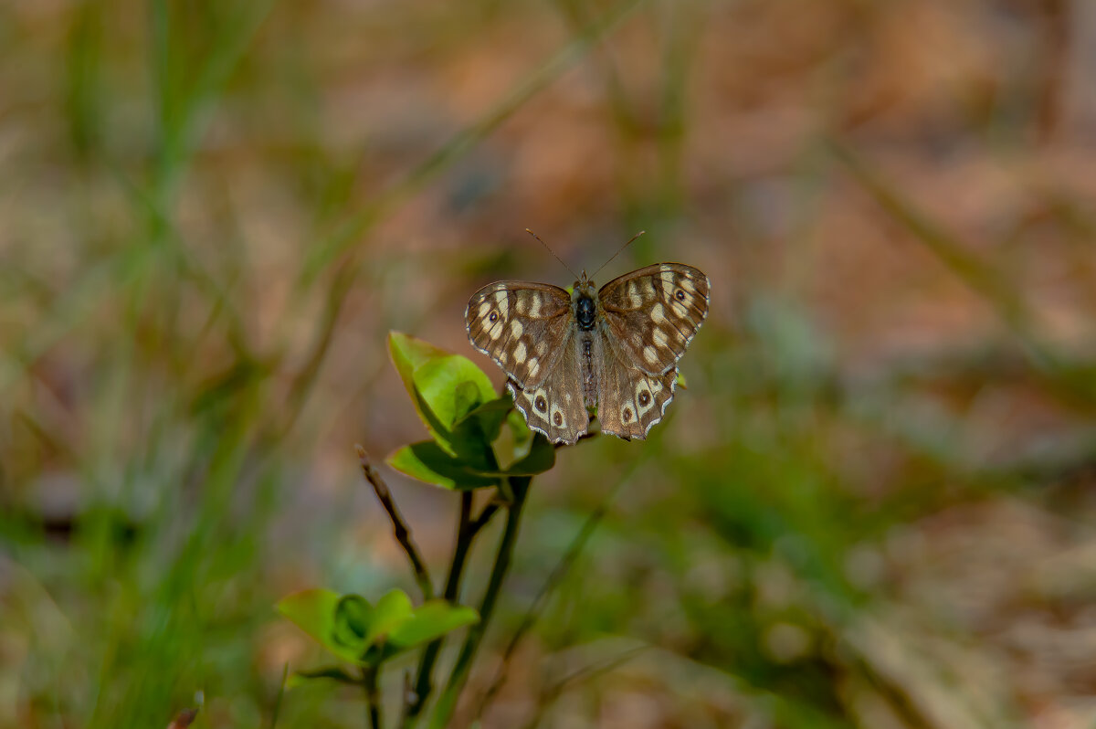 Краеглазка эгерия. - Sergey (Apg) Краеглазка эгерия. - Sergey (Apg)