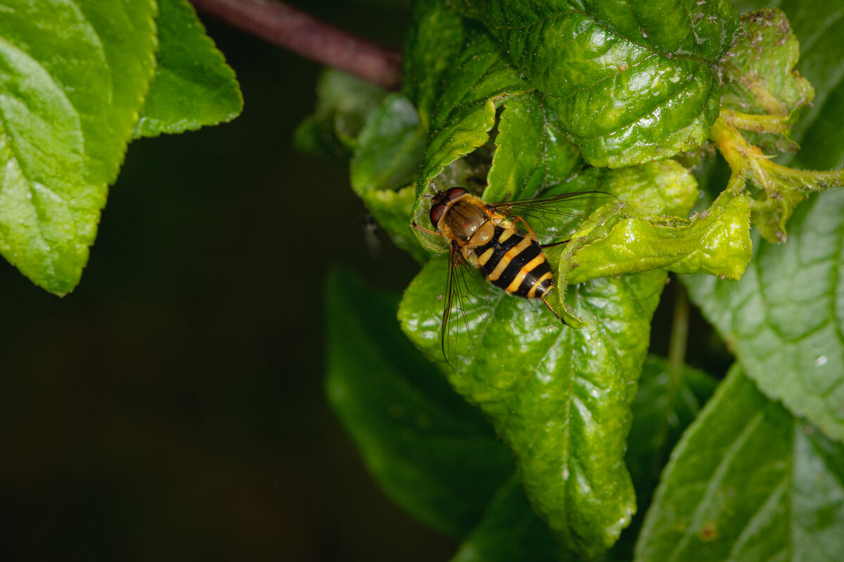 * - Nikolai 888 * - Nikolai 888