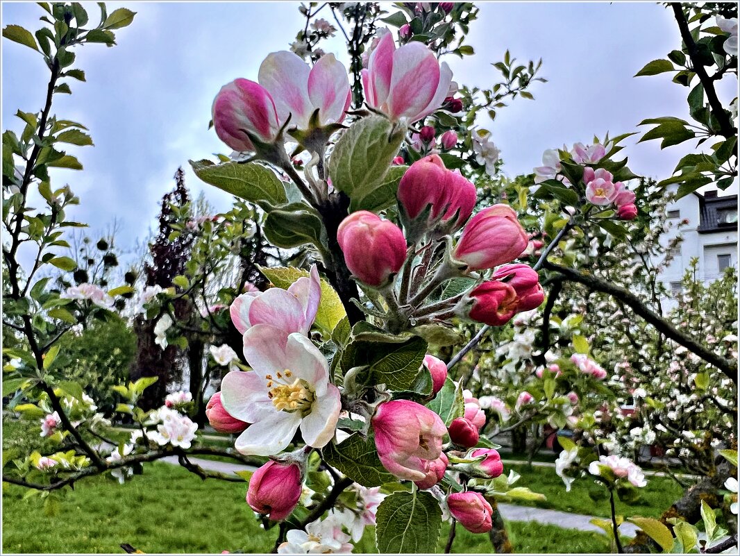 Яблоня. - Валерия Комова Яблоня. - Валерия Комова