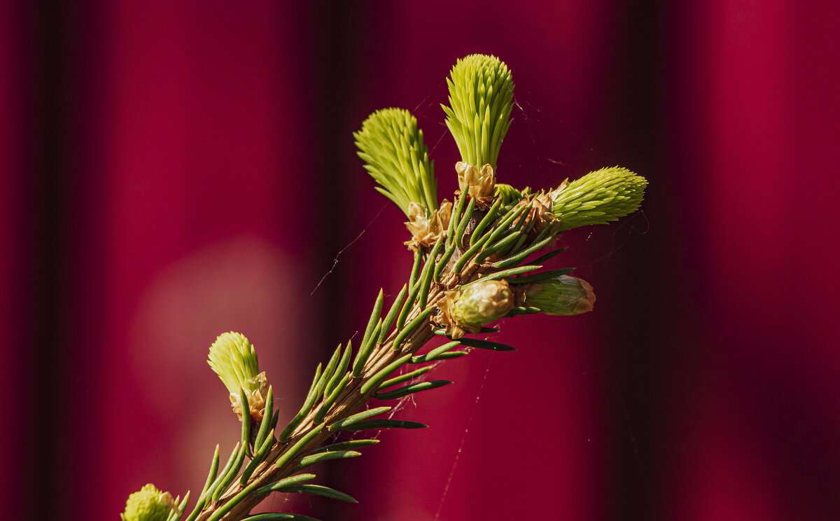 Молодая поросль - Петр Беляков Молодая поросль - Петр Беляков