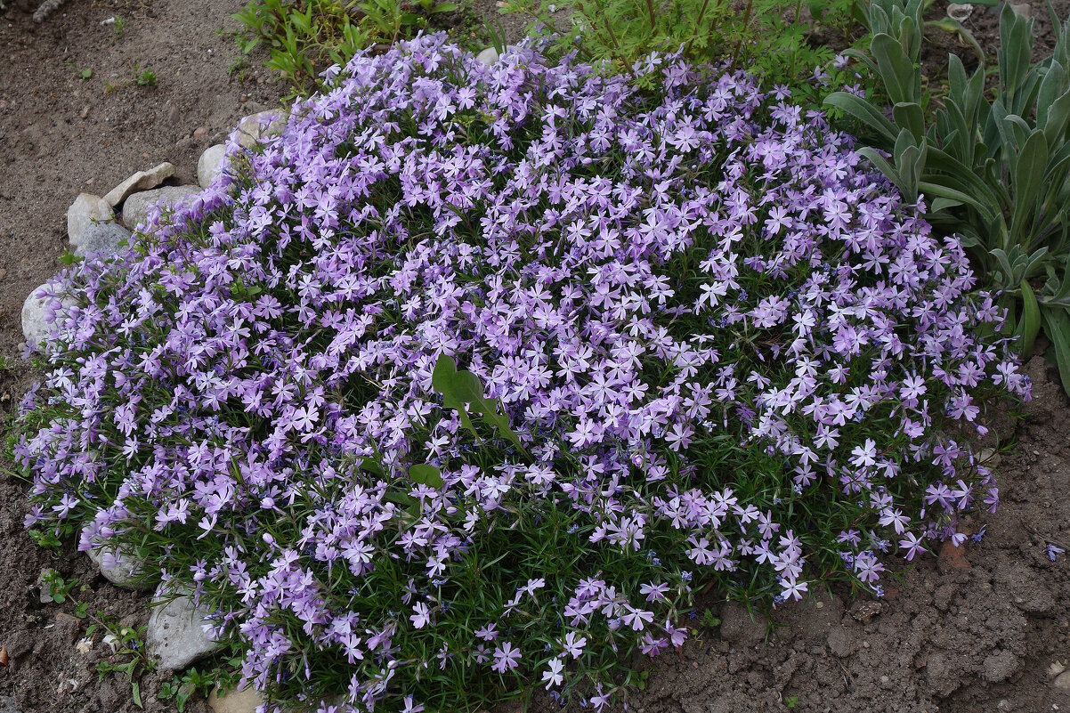 Флокс шиловидный - Рита Симонова