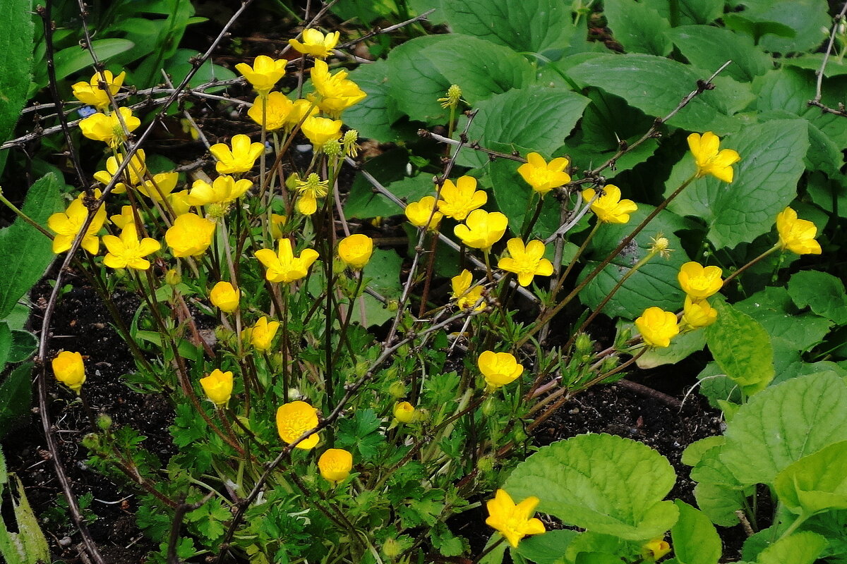 Лютик ползучий - Рита Симонова