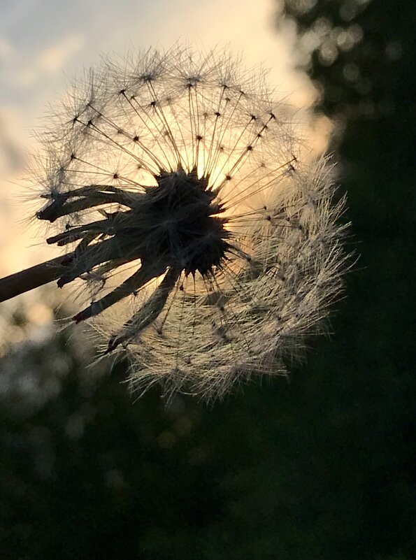 Время одуванчиков… - Любовь Время одуванчиков… - Любовь