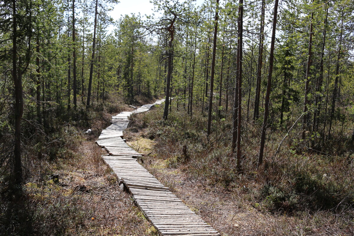 Весенний лес - Ольга 