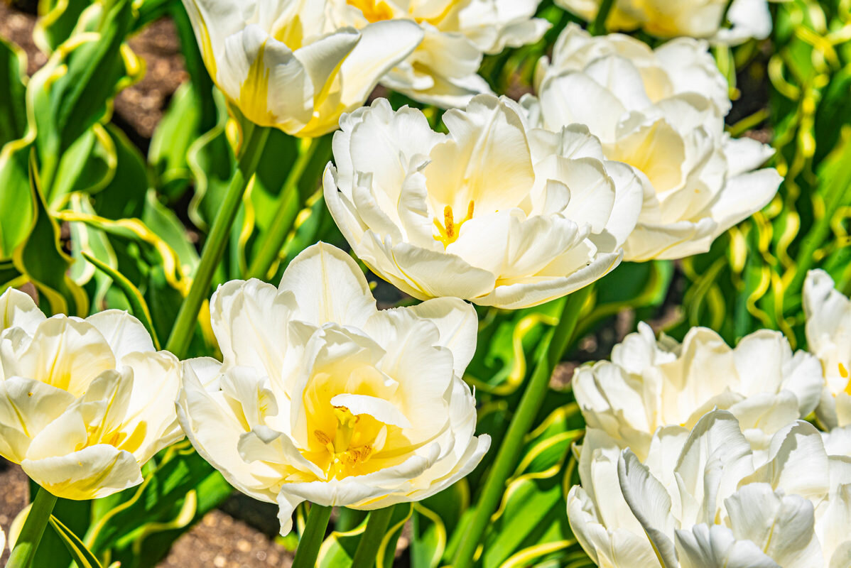 парк Цветник - Дмитрий Лупандин парк Цветник - Дмитрий Лупандин