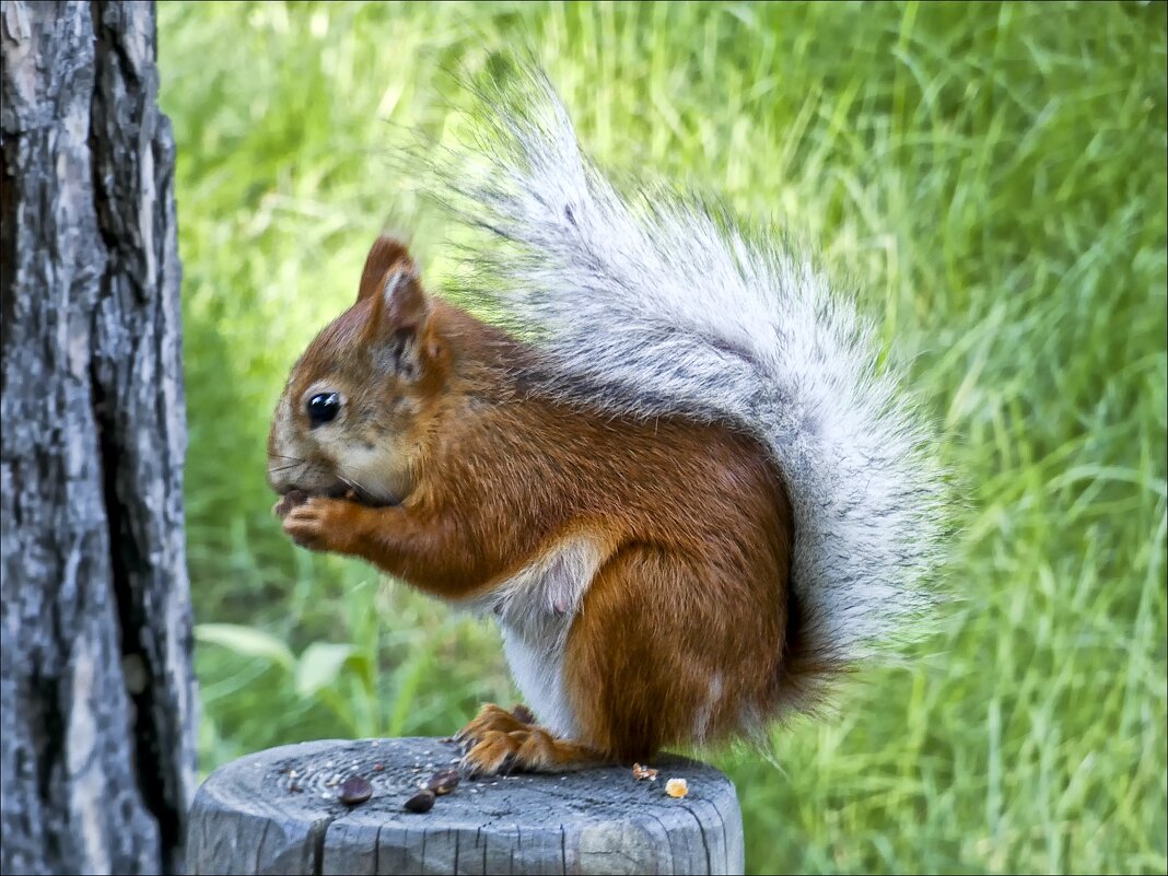 И орешки всё грызёт - Валентина *