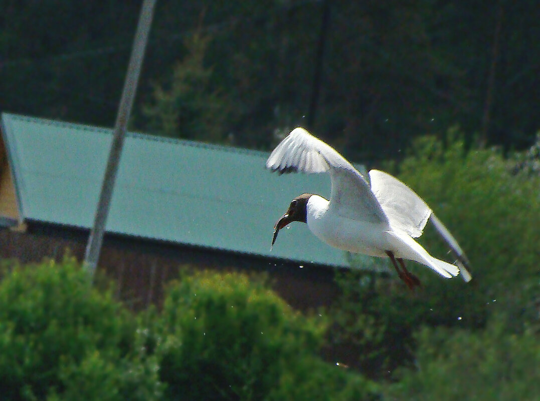 озерная чайка - gawrilа - dan