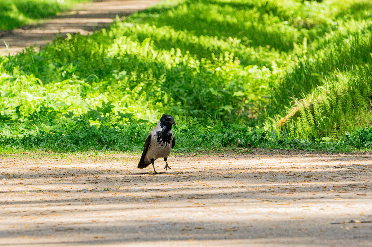 А, я, иду такая вся...... - Ирина Соловьёва А, я, иду такая вся...... - Ирина Соловьёва