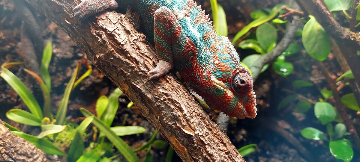 Хамелеон - ИРЭН@ .