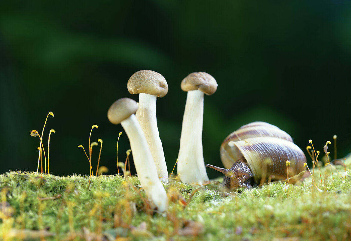 Улитка У спешит по делам - Эдуард Куклин Улитка У спешит по делам - Эдуард Куклин