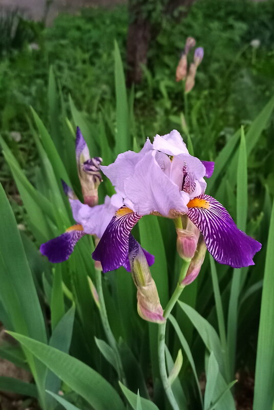 Ирис. - Игорь Родионов