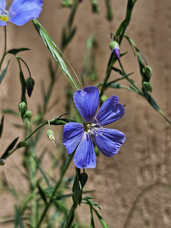 Поклоны солнцу. - Галина Левина