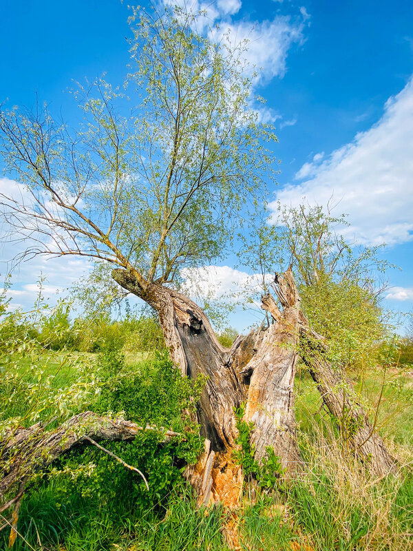 Эх, как раскорячило, но продолжает жить - Игорь Чичиль Эх, как раскорячило, но продолжает жить - Игорь Чичиль