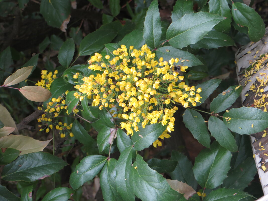 Московская магония - Александр Чеботарь Московская магония - Александр Чеботарь