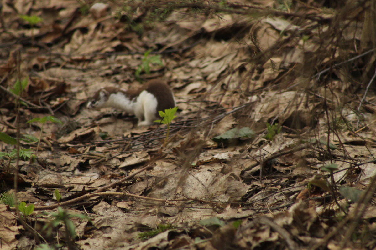Ласка выглядывает добычу - Илья Ласка выглядывает добычу - Илья