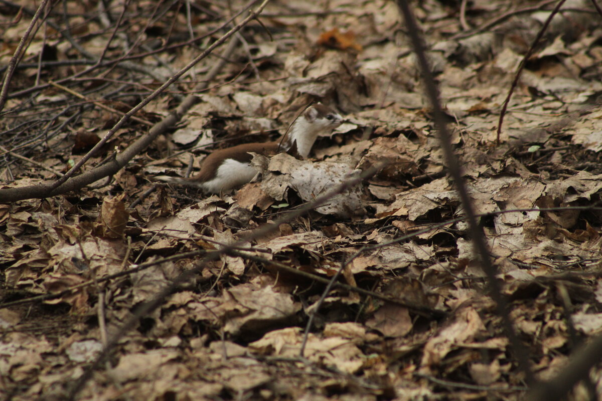 Ласка замаскировалась - Илья Ласка замаскировалась - Илья