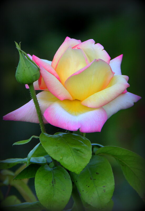 Красота -это... - Vlad Сергиевич Красота -это... - Vlad Сергиевич