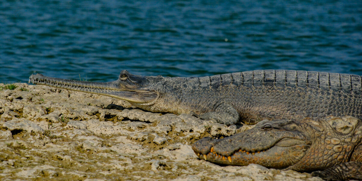 Доброе соседство двух разных особей - Георгий А