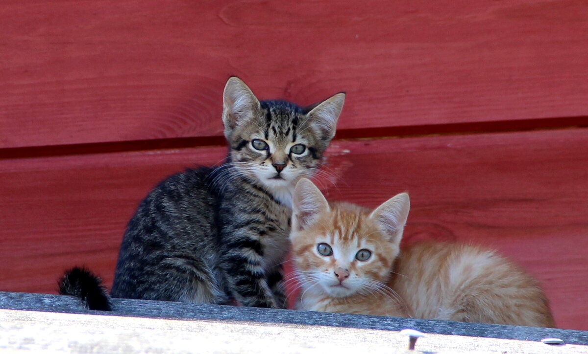 Домашние животные. - жанна нечаева