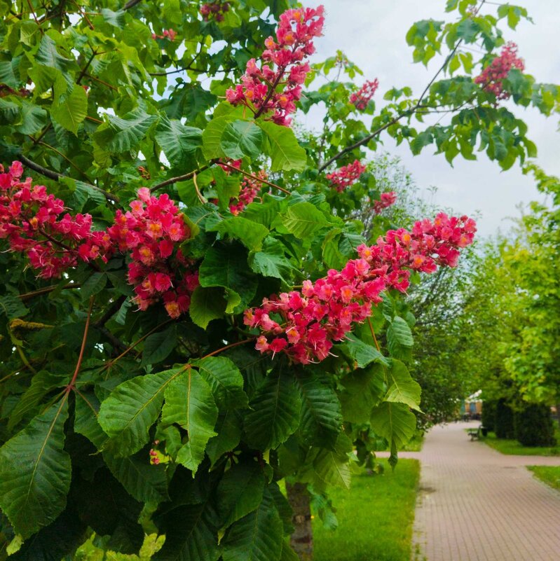 Цветение красного каштана - Галина Бобкина