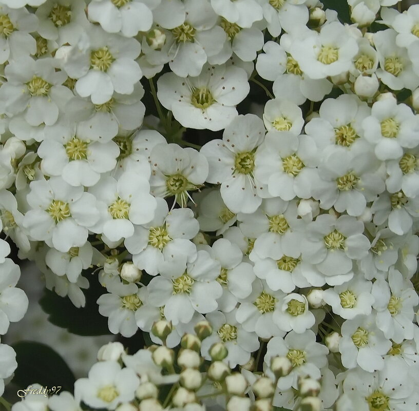 Спирея - Freddy 97 Спирея - Freddy 97