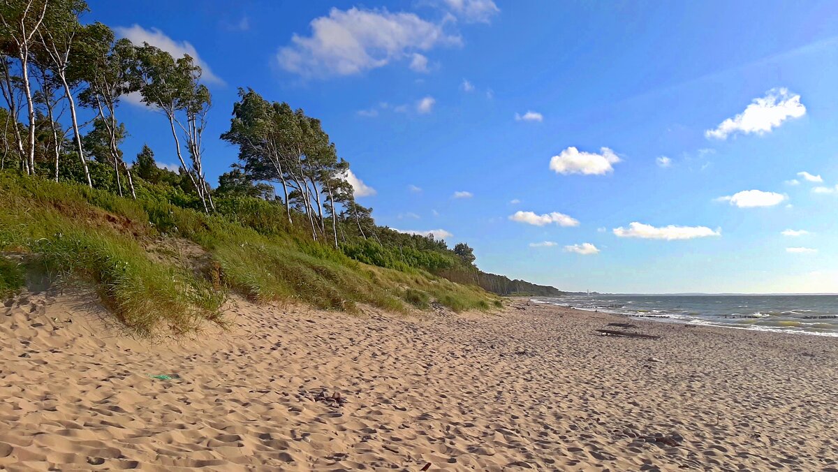 Королевский бор и море - Сергей Карачин Королевский бор и море - Сергей Карачин