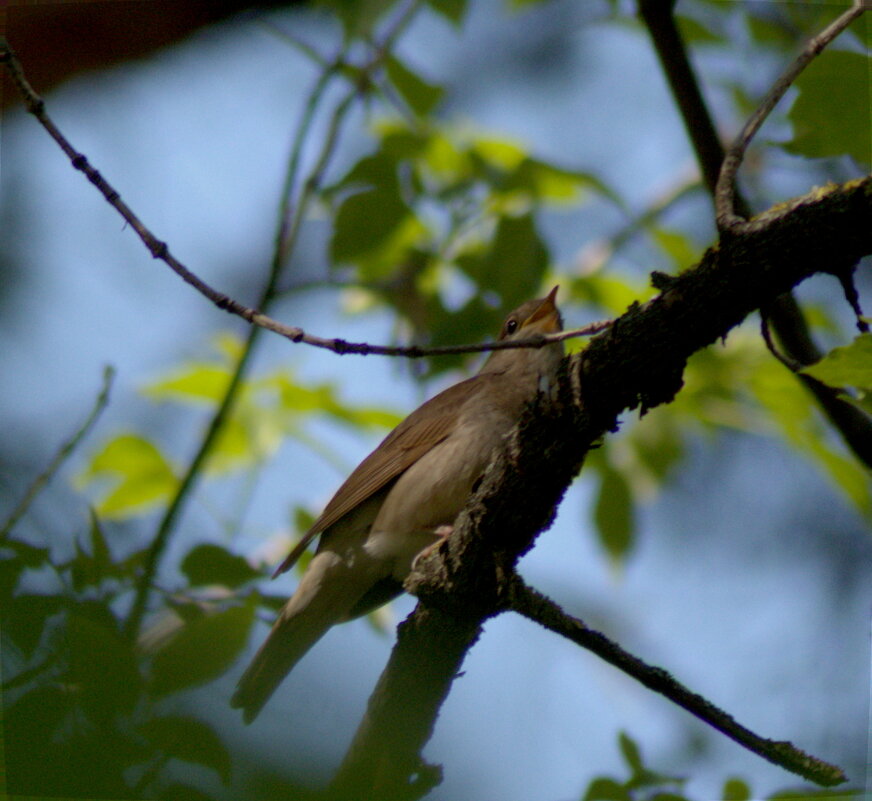 соловей - Сергей Владимирович Егоров