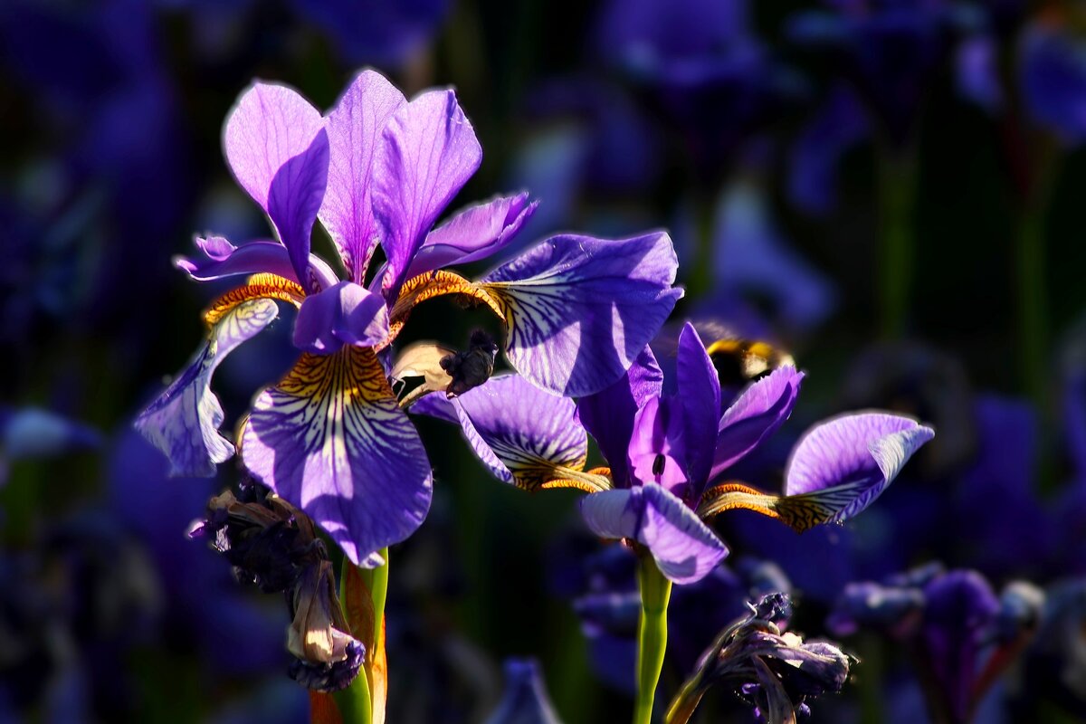 Ирисы - Юрий. Шмаков