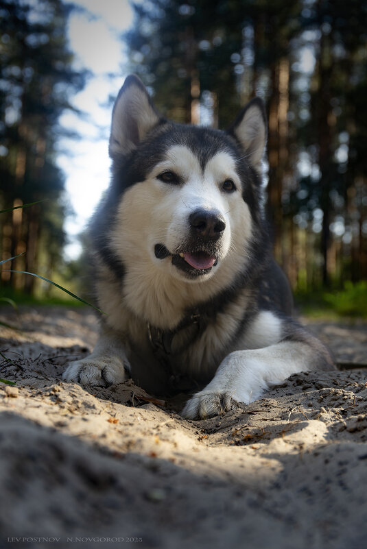 Ярик. - leff Postnov