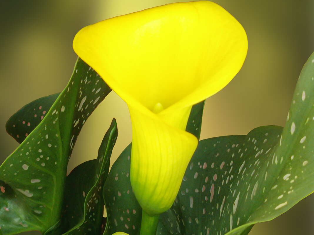 Желтая калла. - Argaman Табашник