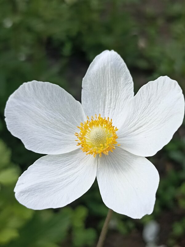 Весна в разгаре - Pippa 