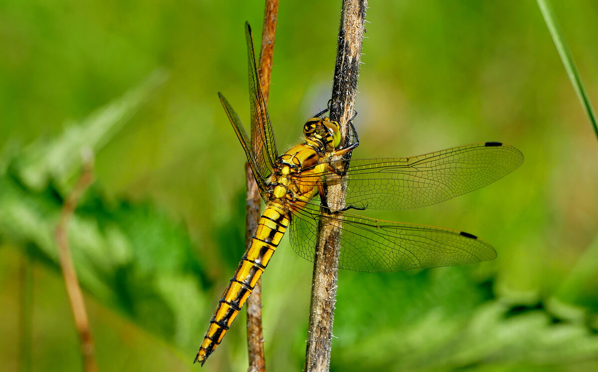 из сегодняшней съемки 2 - Александр Прокудин