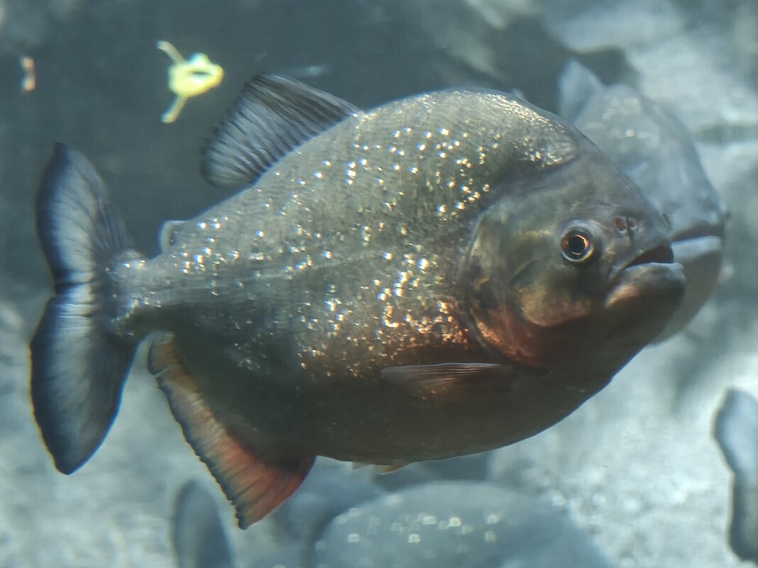 В Москвариуме - пиранья - <<< Наташа >>>