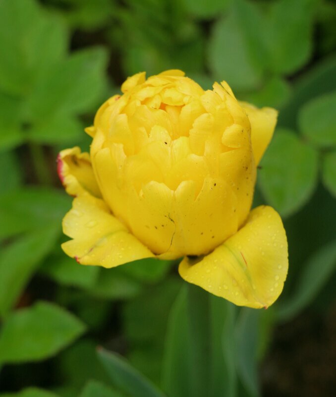 Цветочное настроение - Наталья Герасимова Цветочное настроение - Наталья Герасимова