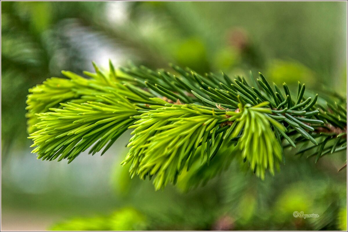 Весеннее обновление... - Aquarius - Сергей