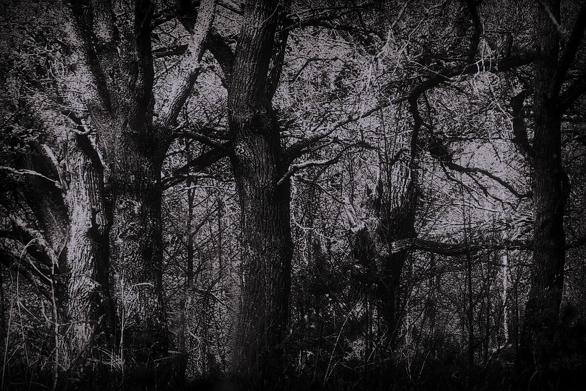 Дубы-колдуны... - Владимир Шошин Дубы-колдуны... - Владимир Шошин