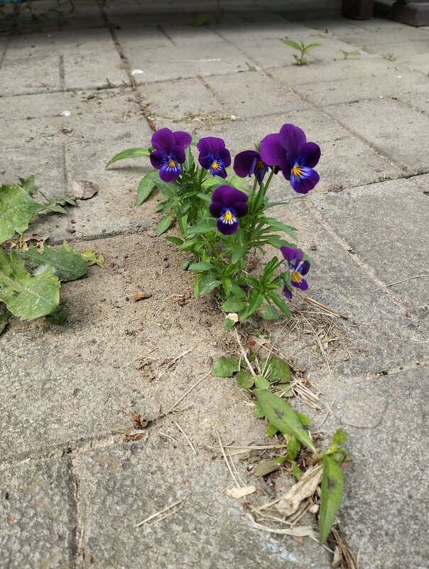 суровое цветоводство - Сергей Лындин