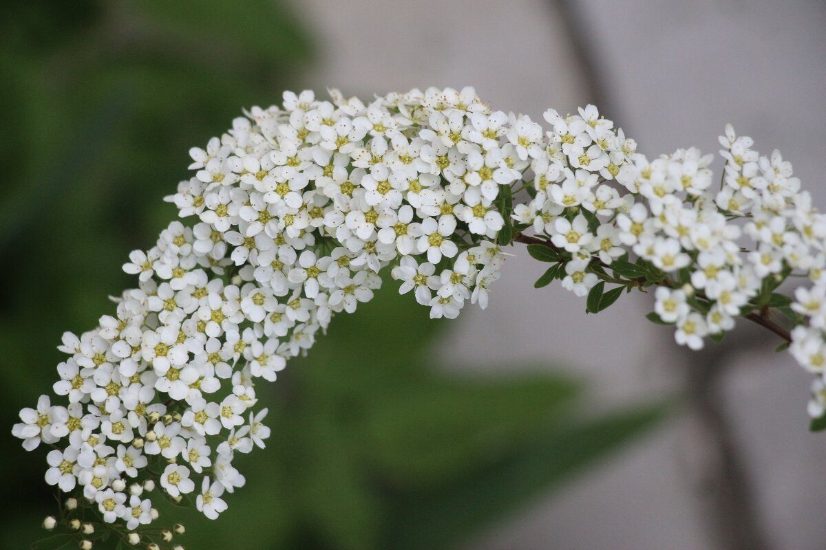 Цветочное настроение. Спирея - Наталья Герасимова Цветочное настроение. Спирея - Наталья Герасимова