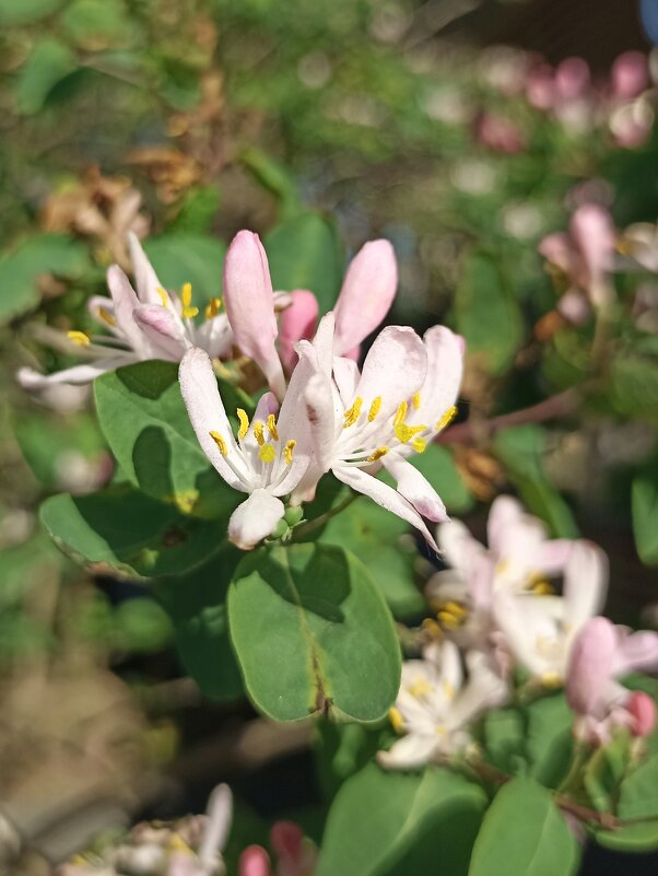 Весна в разгаре - Pippa Весна в разгаре - Pippa