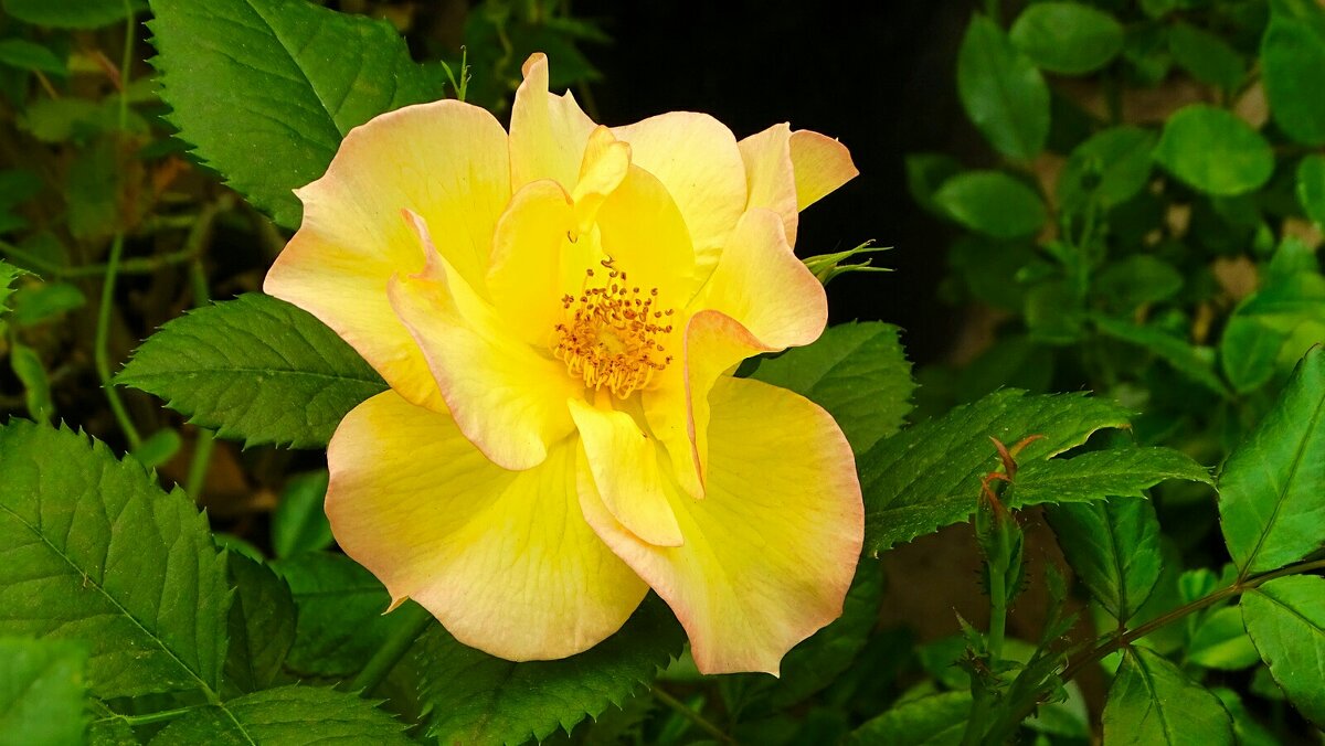 Городские цветы - Милешкин Владимир Алексеевич Городские цветы - Милешкин Владимир Алексеевич