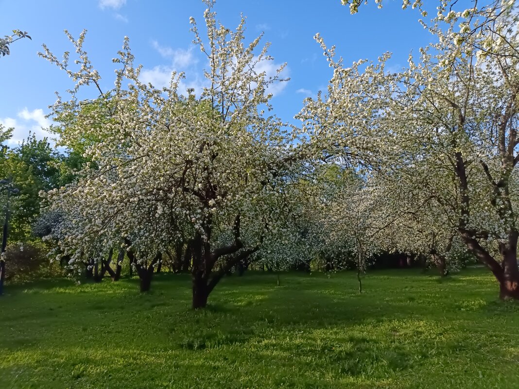 коломенские сады - Галина R... коломенские сады - Галина R...