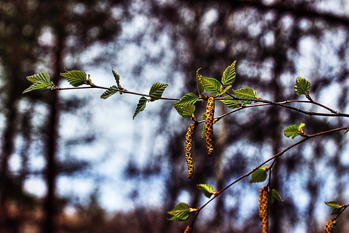 Май...И листочки, и сережки! - Владимир 